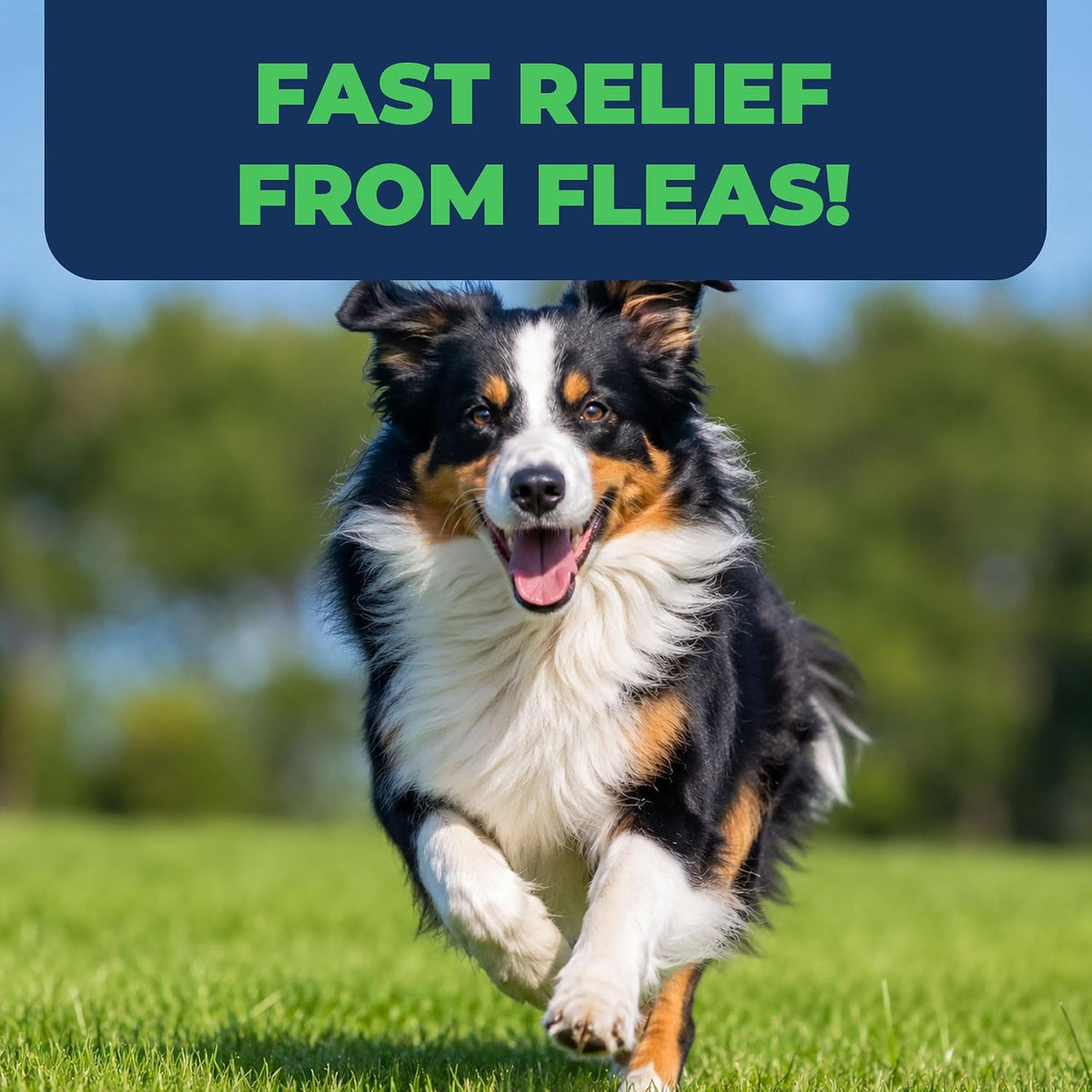 for Dogs (nitenpyram), Fast-Acting Oral Flea Treatment for Dogs Over 25+ lbs, Vet-Recommended Flea Medication Tablets Start Killing in 30 Minutes, 12 Tablets