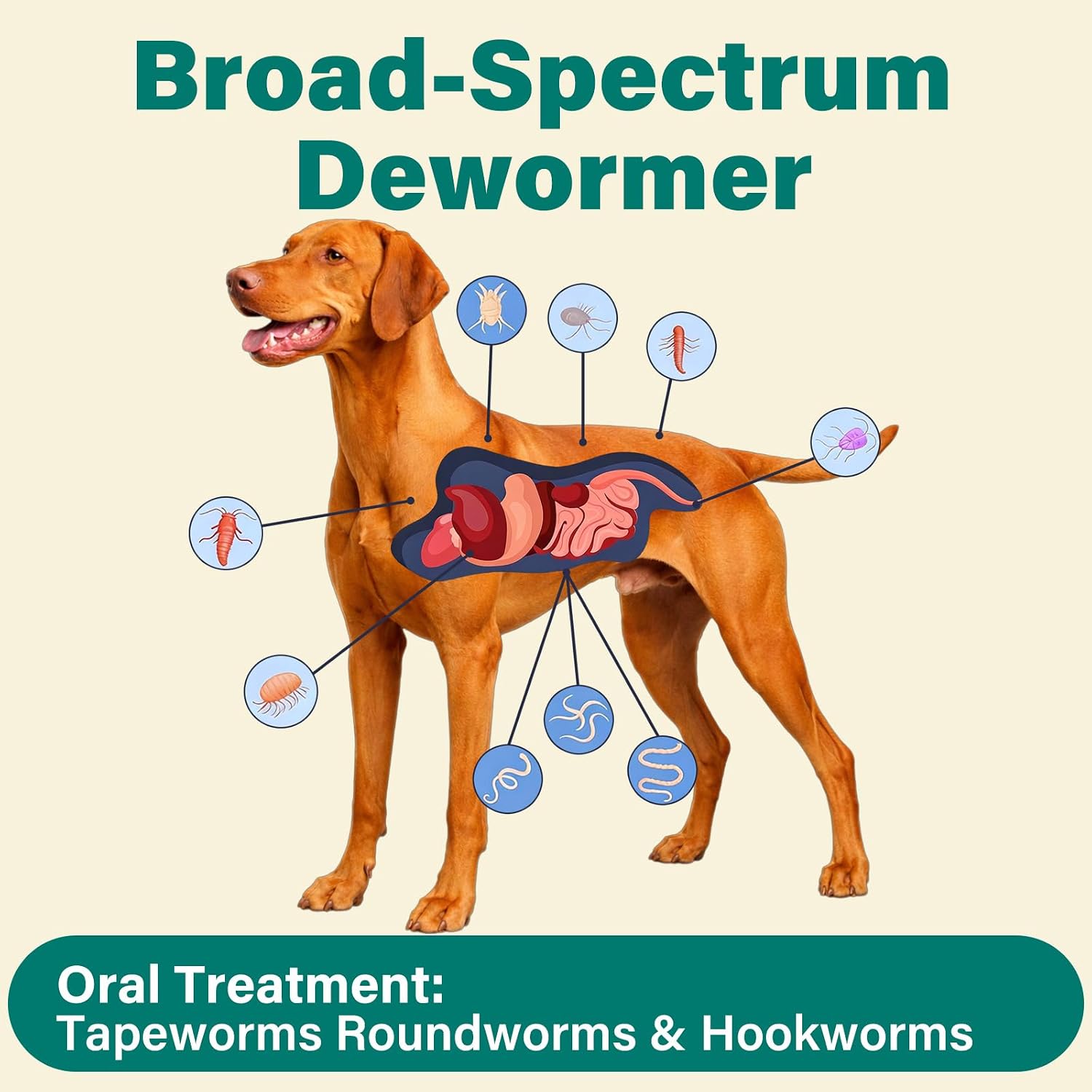Pyrantel Pamoate De-wormer for Medium and Large Dogs, Oral Treatment for Tapeworm, Roundworm & Hookworm