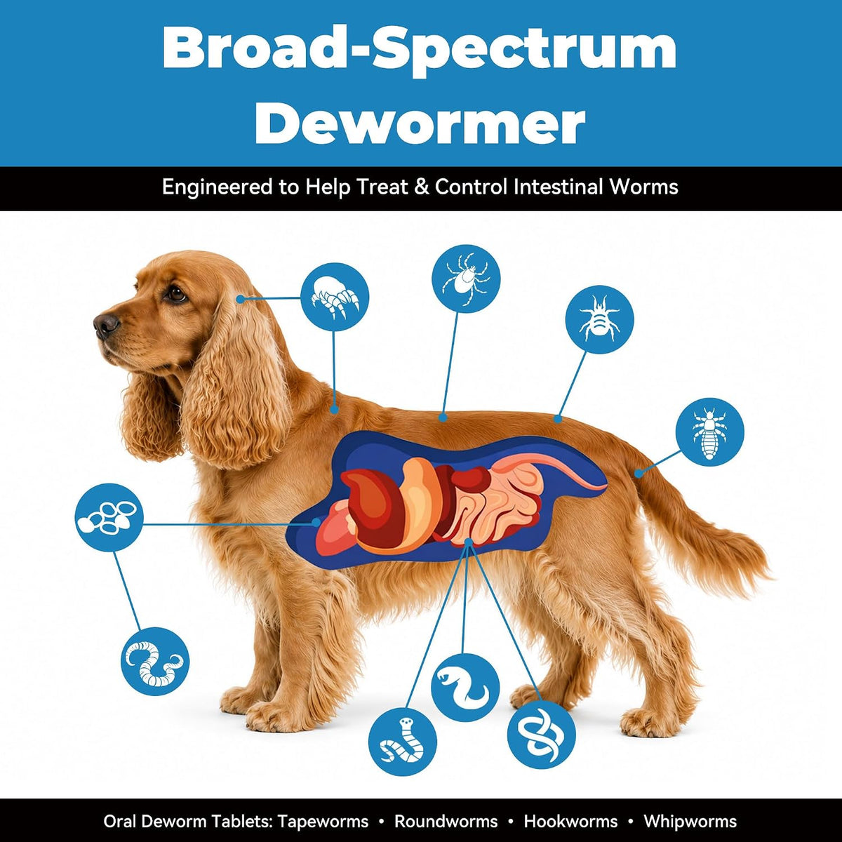 Dewormer for Dogs（Fenbendazole 222mg），Treatment and Control of Tapeworm，Roundworm，Hookworm，Whipworms，Lungworm & Giardia for Small，Medium & Large Dogs, Palatable Beef Flavor，Easy Dosing，30 Tablets
